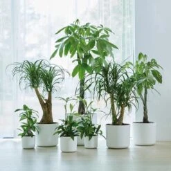 Elho B.for Soft Rond 30 - Bloempot Voor Binnen - Ø 29.5 X H 27.6 Cm - Wit -Tuinen Speciaal Winkel 1200x1200 768