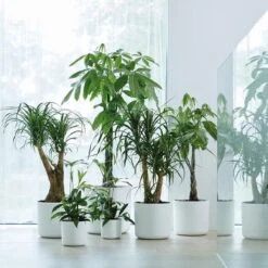 Elho B.for Soft Rond 30 - Bloempot Voor Binnen - Ø 29.5 X H 27.6 Cm - Wit -Tuinen Speciaal Winkel 1200x1200 769