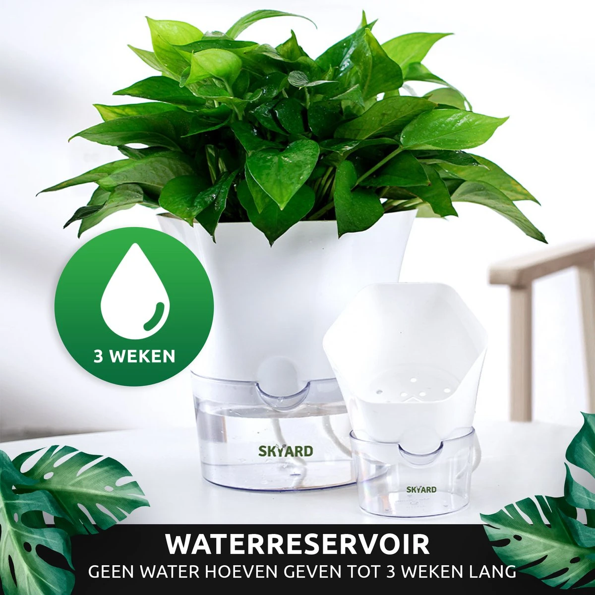 SKYARD® 3 Stuks Zelfwaterende Bloempot Maat M – Milieuvriendelijk Watergeefsysteem Kamerplanten – Zelfwatergevende Pot – Bloempot Met Waterreservoir – Selfwatering Pot – Wit 12 SKYARD® 3 Stuks Zelfwaterende Bloempot Maat M – Milieuvriendelijk Watergeefsysteem Kamerplanten – Zelfwatergevende Pot – Bloempot Met Waterreservoir – Selfwatering Pot – Wit - Afbeelding 10