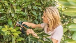 Bosch EasyPrune Accu Snoeischaar - 3.6 V Accu - USB -Tuinen Speciaal Winkel 1200x675 27