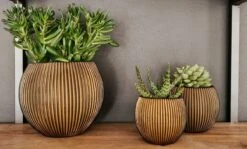 Capi Europe - Set Van 3 - Bloempot Binnen - Groove - - Goud - Bloempot Voor Binnen - BOX-BGVGB-3 -Tuinen Speciaal Winkel 1200x723 3