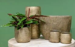 Luxe Plantenpot/bloempot Goud Mira Van Keramiek 35 Cm - Keramische Plantenpotten/plantenbakken 8 Luxe Plantenpot/bloempot Goud Mira Van Keramiek 35 Cm - Keramische Plantenpotten/plantenbakken -Tuinen Speciaal Winkel 1200x746 4