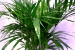 Pokon Powerspray Kamerplanten 300ml -Tuinen Speciaal Winkel 1200x796 10