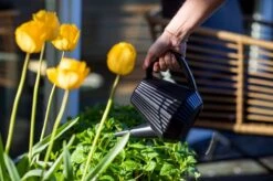 Xala - Gieter Doppio Groove 2L Olijfgrijs 7 Xala - Gieter Doppio Groove 2L Olijfgrijs -Tuinen Speciaal Winkel 1200x799 42