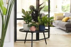 Elho Vibes Fold Rond 22 - Bloempot Voor Binnen - Ø 22.0 X H 20.2 Cm - Diepblauw 24 Elho Vibes Fold Rond 22 - Bloempot Voor Binnen - Ø 22.0 X H 20.2 Cm - Diepblauw -Tuinen Speciaal Winkel 1200x800 132