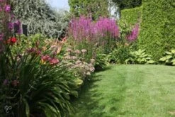 ECOstyle Tuinmest Organische Meststof - Border & Siertuin - Natuurlijke Meststof Gazon - 120 Dagen Voeding- 50 M² - 5 KG -Tuinen Speciaal Winkel 1200x800 504