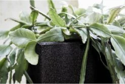 Capi Europe - Bloempot Vierkant Smooth NL - 30x30x30 - Zwart - Voor Binnen En Buiten - KBL902 23 Capi Europe - Bloempot Vierkant Smooth NL - 30x30x30 - Zwart - Voor Binnen En Buiten - KBL902 -Tuinen Speciaal Winkel 1200x813 4