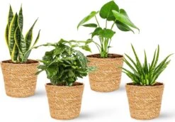 WL Plants - Maki Naturel - Set Van 4 - Plantenmand - Plantenmand Binnen - Bloempot - Plantenhouder - Bloempotten Voor Binnen - Gemaakt Van Riet - 11cm Hoog - 12cm Diameter 7 WL Plants - Maki Naturel - Set Van 4 - Plantenmand - Plantenmand Binnen - Bloempot - Plantenhouder - Bloempotten Voor Binnen - Gemaakt Van Riet - 11cm Hoog - 12cm Diameter -Tuinen Speciaal Winkel 1200x838 7