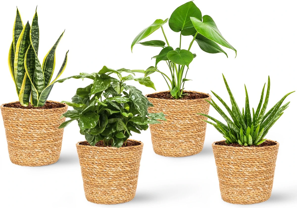 WL Plants - Maki Naturel - Set Van 4 - Plantenmand - Plantenmand Binnen - Bloempot - Plantenhouder - Bloempotten Voor Binnen - Gemaakt Van Riet - 11cm Hoog - 12cm Diameter 5 WL Plants - Maki Naturel - Set Van 4 - Plantenmand - Plantenmand Binnen - Bloempot - Plantenhouder - Bloempotten Voor Binnen - Gemaakt Van Riet - 11cm Hoog - 12cm Diameter - Afbeelding 3