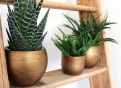 Capi Europe - Bloempot Bol Retro - 23x21 - Goud - Bloempot Voor Binnen - BRTG134 -Tuinen Speciaal Winkel 1200x876 2