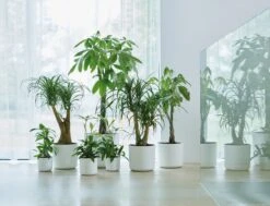 Elho B.for Soft Rond 30 - Bloempot Voor Binnen - Ø 29.5 X H 27.6 Cm - Wit -Tuinen Speciaal Winkel 1200x916 1