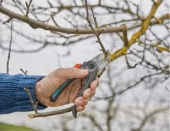 GARDENA - ExpertCut - Snoeischaar - 22 Diameter Tak 21 GARDENA - ExpertCut - Snoeischaar - 22 Diameter Tak -Tuinen Speciaal Winkel 1200x929 3