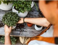 Capi Europe - Set Van 3 - Bloempot Binnen - Rib Ivoor -Tuinen Speciaal Winkel 1200x930 1