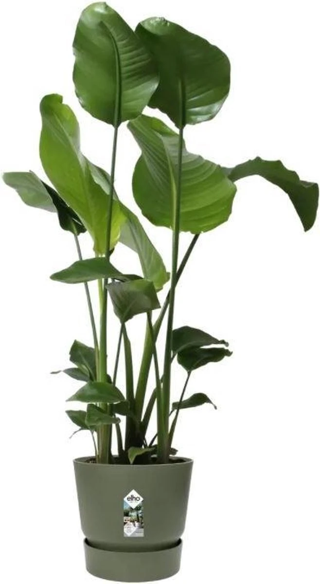 Elho Greenville Rond 30 - Grote Bloempot Voor Buiten - Gemaakt Van Gereycled Plastic - Ø 29.5 X H 27.8 Cm - Blad Groen 4 Elho Greenville Rond 30 - Grote Bloempot Voor Buiten - Gemaakt Van Gereycled Plastic - Ø 29.5 X H 27.8 Cm - Blad Groen - Afbeelding 2