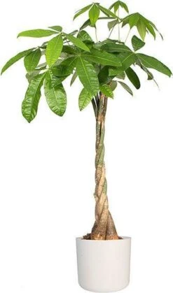 Elho B.for Soft Rond 30 - Bloempot Voor Binnen - Ø 29.5 X H 27.6 Cm - Wit -Tuinen Speciaal Winkel 708x1200