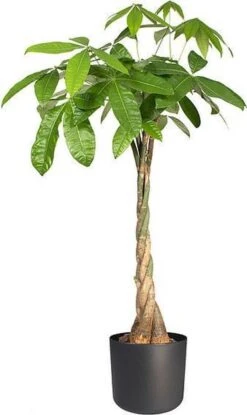 Elho B.for Soft Rond 22 - Bloempot Voor Binnen - Ø 22.3 X H 20.4 Cm - Zwart/Antraciet -Tuinen Speciaal Winkel 714x1200