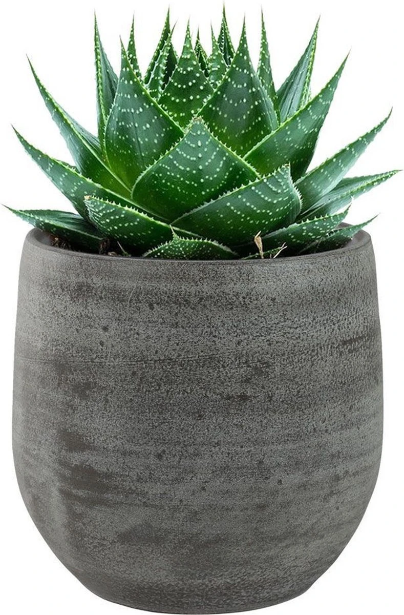 Pot Esra Mystic Grey Bloempot Binnen 15 Cm 5 Pot Esra Mystic Grey Bloempot Binnen 15 Cm - Afbeelding 3