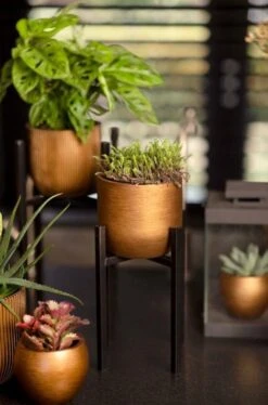 Capi Europe - Bloempot Bol Retro - 23x21 - Goud - Bloempot Voor Binnen - BRTG134 -Tuinen Speciaal Winkel 792x1200