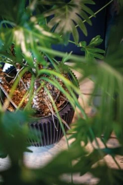 Capi Europe - Bloempot Bol Groove NL - 43x41 - Zwart - Voor Binnen En Buiten - KGVBL933 -Tuinen Speciaal Winkel 799x1200 29