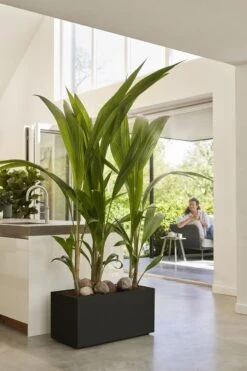 Elho Vivo Next Lang 60 - Bloempot Voor Binnen & Buiten - Ø 59.0 X H 29.2 Cm - Zwart/Living Black -Tuinen Speciaal Winkel 800x1200 105