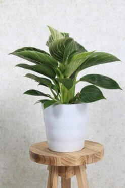 WL Plants - Bloempot Binnen - Set Van 4 - Dawn Ø12 Wit - Luxe Bloempotten Voor Binnen - Bloempotten Voor Buiten - Bloembak & Plantenpot - Hoogte 12,5 Cm - Keramisch Met Hoogwaardige Afwerking 7 WL Plants - Bloempot Binnen - Set Van 4 - Dawn Ø12 Wit - Luxe Bloempotten Voor Binnen - Bloempotten Voor Buiten - Bloembak & Plantenpot - Hoogte 12,5 Cm - Keramisch Met Hoogwaardige Afwerking -Tuinen Speciaal Winkel 800x1200 109