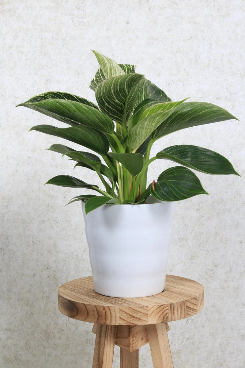 WL Plants - Bloempot Binnen - Set Van 4 - Dawn Ø12 Wit - Luxe Bloempotten Voor Binnen - Bloempotten Voor Buiten - Bloembak & Plantenpot - Hoogte 12,5 Cm - Keramisch Met Hoogwaardige Afwerking 5 WL Plants - Bloempot Binnen - Set Van 4 - Dawn Ø12 Wit - Luxe Bloempotten Voor Binnen - Bloempotten Voor Buiten - Bloembak & Plantenpot - Hoogte 12,5 Cm - Keramisch Met Hoogwaardige Afwerking - Afbeelding 3