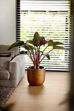 Capi Europe - Bloempot Bol Retro - 23x21 - Goud - Bloempot Voor Binnen - BRTG134 -Tuinen Speciaal Winkel 800x1200 122