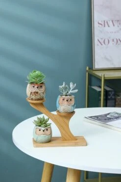 Luxe Bamboe Houten Boom Met 3 Keramiek Uil Bloempotten/Plantenpotten Op Standaard/Voet Voor Binnen En Buiten - Modern Design Bloempot/Plantenpot Op Poten/Pootjes-Plantenbak Mini Cactus Nep Plant Pot Houder - Kleine Bloembakken Plantenrek/Plantenkurk -Tuinen Speciaal Winkel 800x1200 130