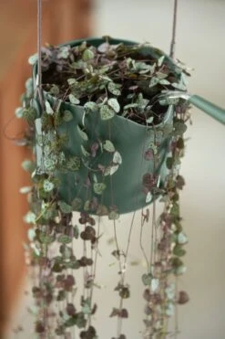 Elho B.for Swing 18 Hangpot - Bloempot Voor Binnen - Ø 18.0 X H 16.5 Cm - Groen/Blad Groen -Tuinen Speciaal Winkel 800x1200 141