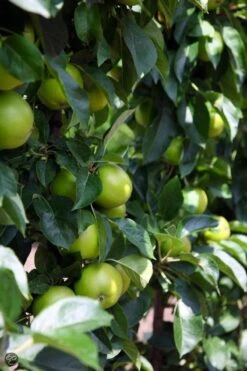 ECOStyle Vinassekali Organische Meststof - Vuor Kaliumtekort - Voor Moestuin, Siertuin En Fruit - Hoger Weerstand Tegen Droogte & Vorst - 15M² - 800 GR -Tuinen Speciaal Winkel 800x1200 228