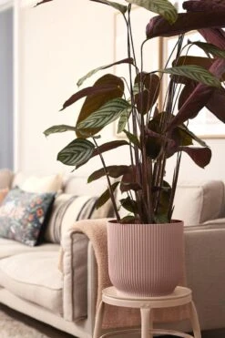 Elho Vibes Fold Rond Wielen 35 - Bloempot Voor Binnen - Ø 34.9 X H 32.4 Cm - Delicaat Roze -Tuinen Speciaal Winkel 800x1200 72