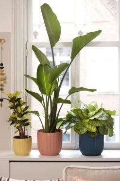 Elho Vibes Fold Rond 25 - Bloempot Voor Binnen - Ø 25.0 X H 23.0 Cm - Delicaat Roze -Tuinen Speciaal Winkel 800x1200 75