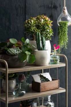 Mica Decorations Lester Bloempot - H18 X Ø20 Cm - Terracotta - Groen -Tuinen Speciaal Winkel 800x1200 84