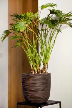 Capi Europe - Bloempot Bol Rib NL - 54x52 - Zwart - Voor Binnen En Buiten - KBLR935 15 Capi Europe - Bloempot Bol Rib NL - 54x52 - Zwart - Voor Binnen En Buiten - KBLR935 -Tuinen Speciaal Winkel 800x1200 90