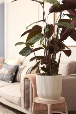 Elho Vibes Fold Rond Wielen 35 - Bloempot Voor Binnen - Ø 34.9 X H 32.4 Cm - Zijdewit -Tuinen Speciaal Winkel 800x1200 95