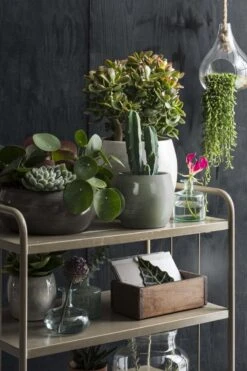 Mica Decorations Lester Bloempot - H31 X Ø33 Cm - Terracotta - Groen -Tuinen Speciaal Winkel 800x1200 96