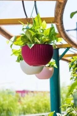 Hangpot Kunststof – Bloempot Hangend – Binnen & Buiten- Plantenhanger –Incl. Afvoerstop – 26 Cm - Zwart -Tuinen Speciaal Winkel 801x1200 15