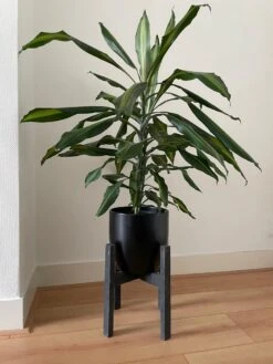 Plantenstandaard Binnen - Diameter Tot 24 Cm - Plantenkruk - Bloempotten Voor Binnen - Plantentafeltje Voor Binnen - Bloempot Standaard | Plantenstandaard - Hout - Mat Zwart 9 Plantenstandaard Binnen - Diameter Tot 24 Cm - Plantenkruk - Bloempotten Voor Binnen - Plantentafeltje Voor Binnen - Bloempot Standaard | Plantenstandaard - Hout - Mat Zwart -Tuinen Speciaal Winkel 900x1200 13