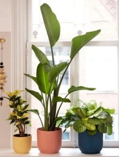 Elho Vibes Fold Rond 30 - Bloempot Voor Binnen - Ø 29.5 X H 27.2 Cm - Delicaat Roze -Tuinen Speciaal Winkel 911x1200 2