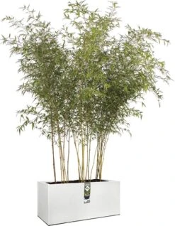 Elho Vivo Structure Finish Lang 90 - Plantenbak Voor Binnen & Buiten - Ø 88 X H 41 - Wit -Tuinen Speciaal Winkel 931x1200