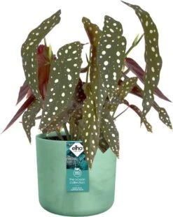 Elho The Ocean Collection Round 22cm - Bloempot Voor Binnen - 100% Gerecycled Materiaal - Gemaakt Met Zeeafval - Ø 22.3 X H 20.4 Cm - Pacifisch Groen -Tuinen Speciaal Winkel 952x1200