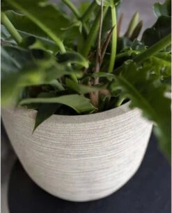 Capi Europe - Bloempot Bol Waste Rib NL - 35x34 - Terrazzo Beige - Voor Binnen En Buiten - KTBR932 19 Capi Europe - Bloempot Bol Waste Rib NL - 35x34 - Terrazzo Beige - Voor Binnen En Buiten - KTBR932 -Tuinen Speciaal Winkel 967x1200